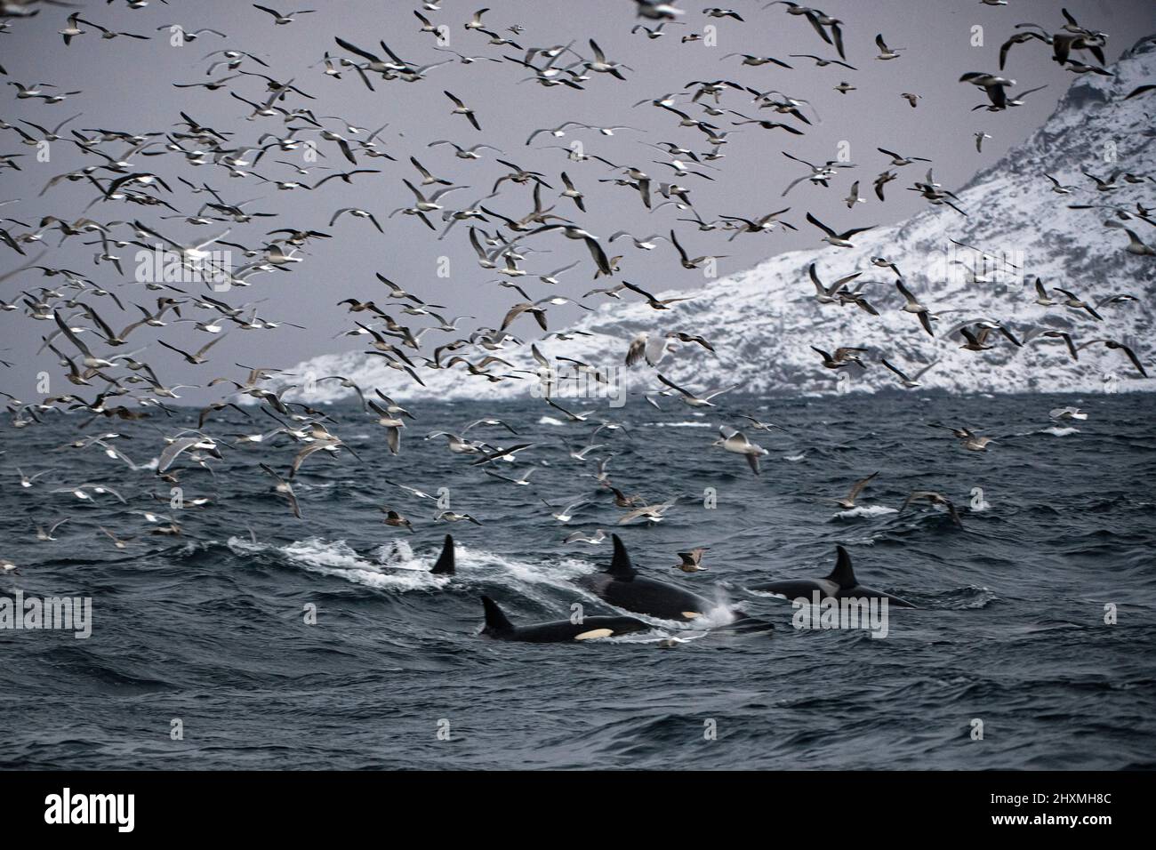 Möwen und Killerwale jagen Schule von Sardinen, Norwegen Stockfoto