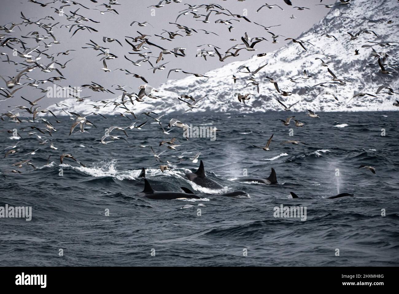 Möwen und Killerwale jagen Schule von Sardinen, Norwegen Stockfoto
