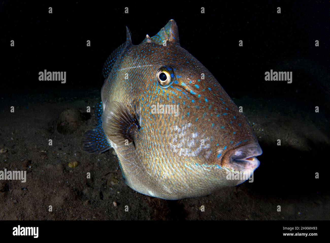 Nahaufnahme eines mediterranen grauen Drückerfisches, Italien Stockfoto