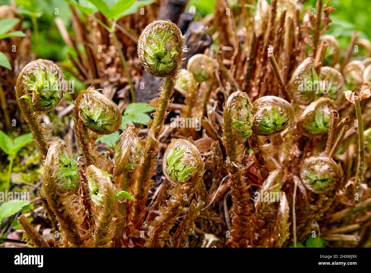 Farn sprießt auf einem grünen Hintergrund im Frühlingswald Stockfoto