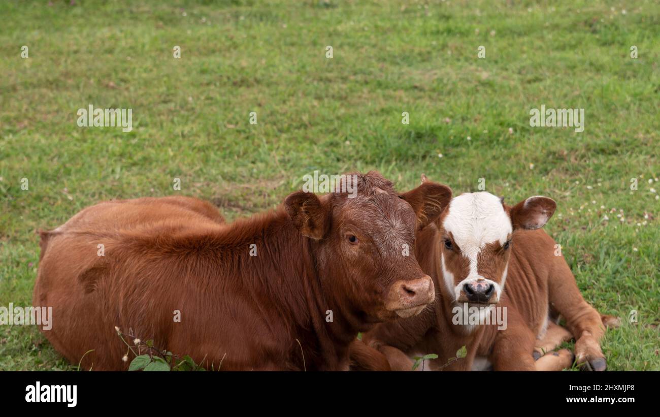 Porträt von Kühen, Mutter und Tochter, alleinerziehendes Familienkonzept Stockfoto