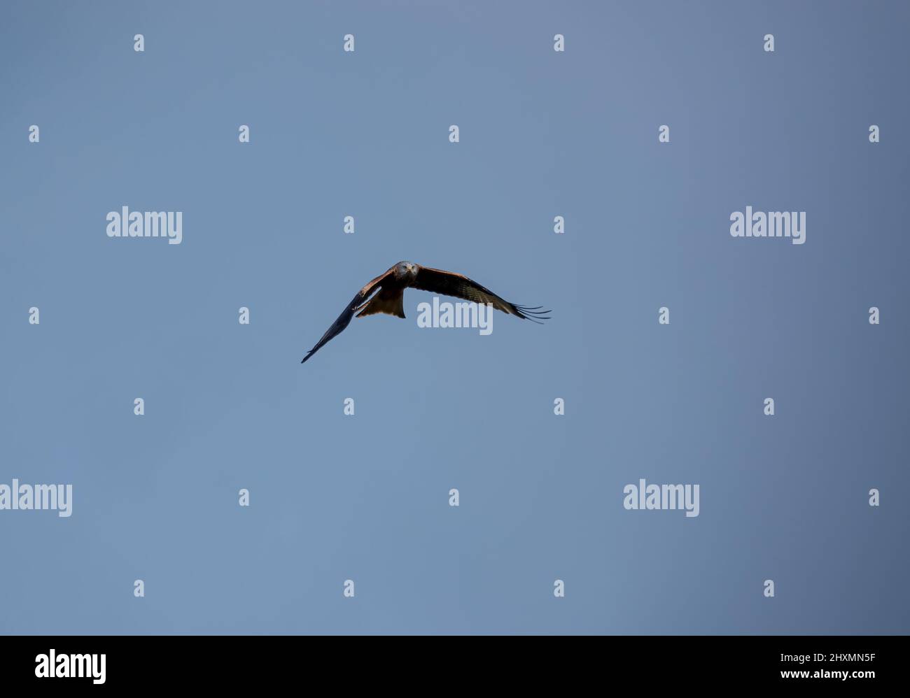 Roter Drachen (Milvus milvus), der mit voll ausgestreckten Flügeln in einem klaren, blauen Winterhimmel aufsteigt Stockfoto