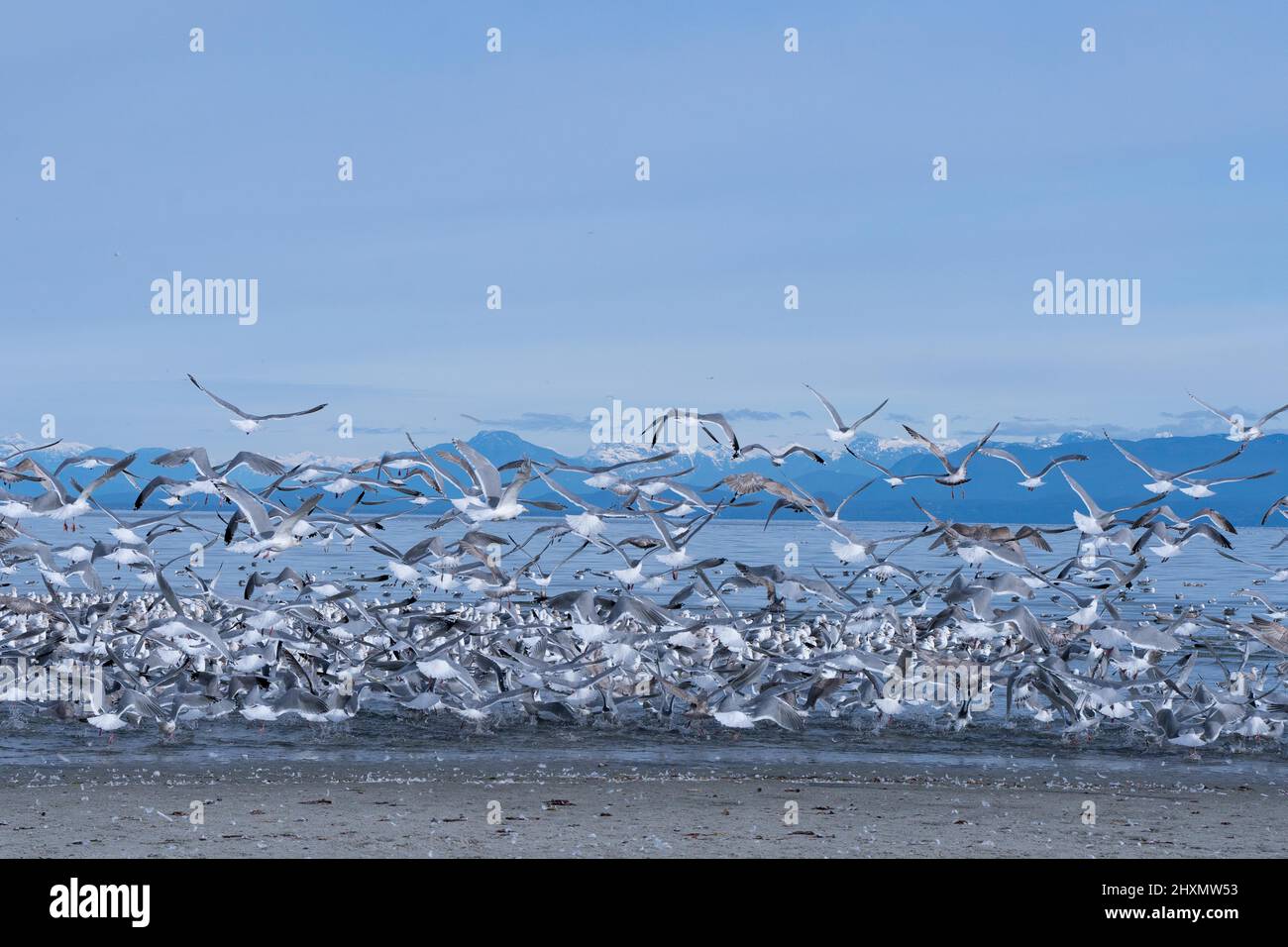 Möwen fliegen vor der Küste von Comox, BC, Kanada auf Vancouver Island Stockfoto