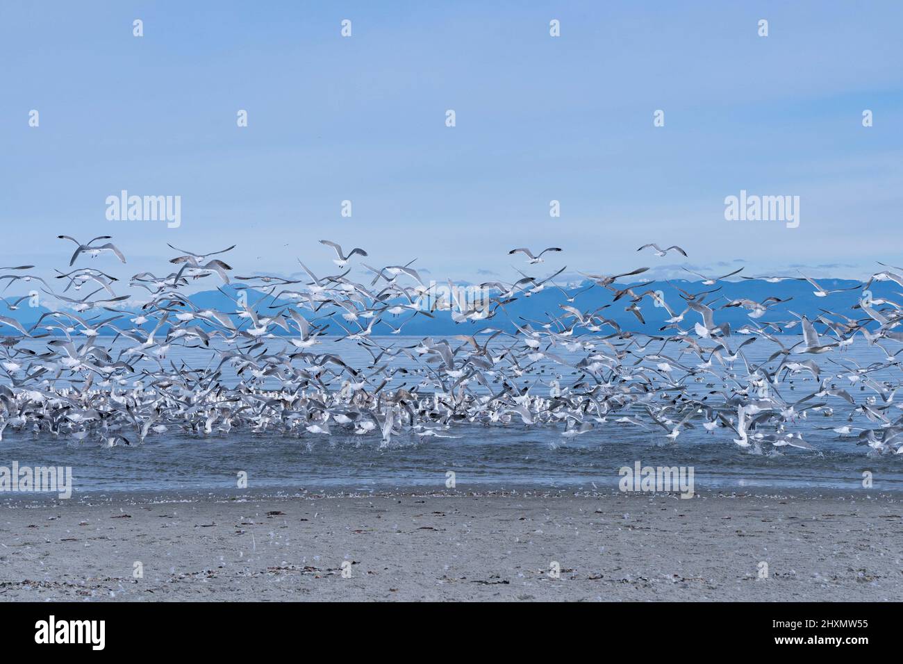 Möwen fliegen vor der Küste von Comox, BC, Kanada auf Vancouver Island Stockfoto