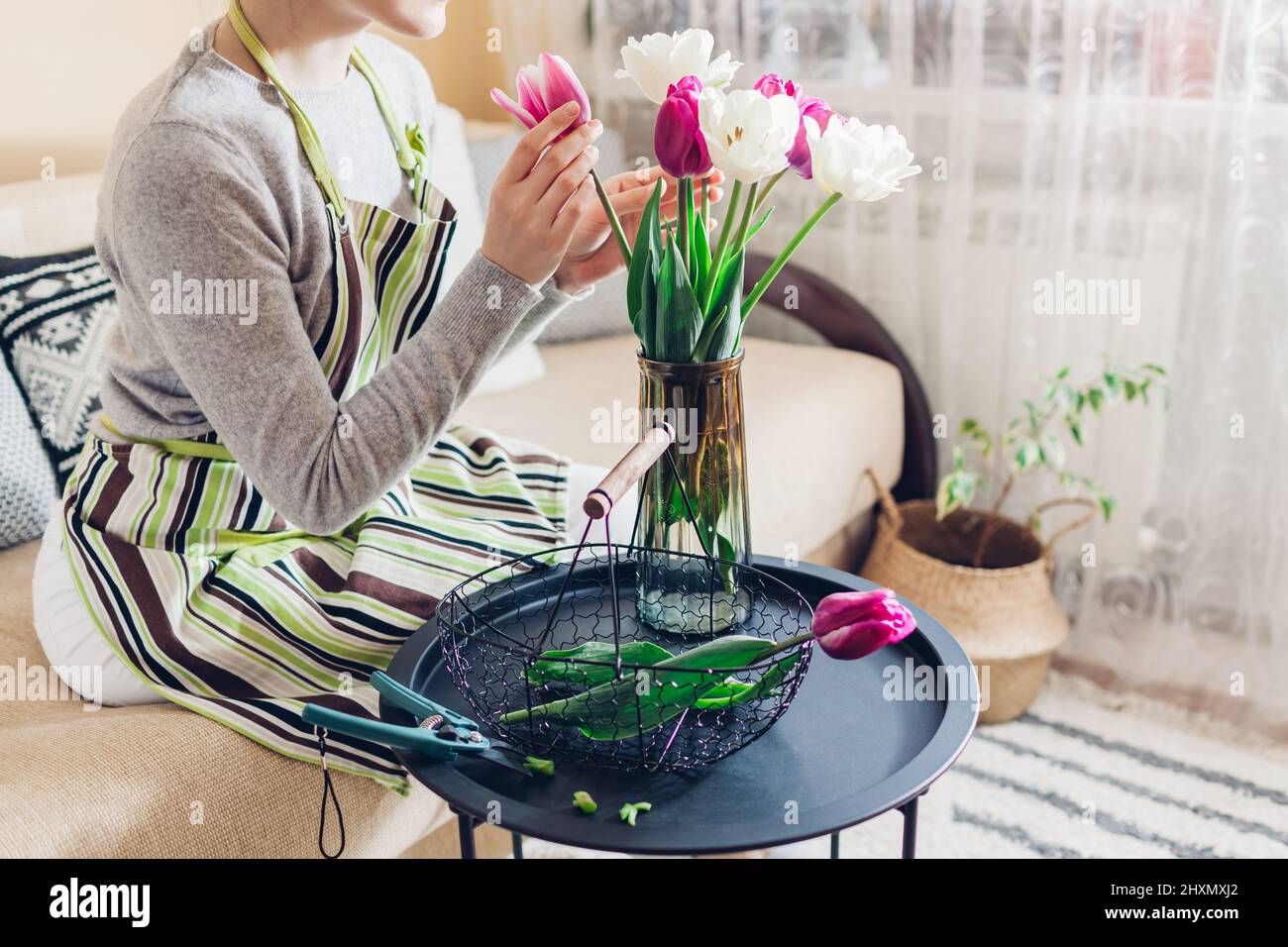 Frau legt Blumenstrauß aus Tulpen in Vase mit Wasser zu Hause. Frische weiße und violette Blüten, die im Korb gesammelt werden. Innenausstattung und Einrichtung Stockfoto