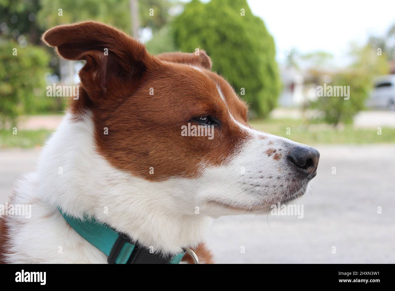 Nahaufnahme des Hundegesichtes draußen, um den Tag zu genießen Stockfoto