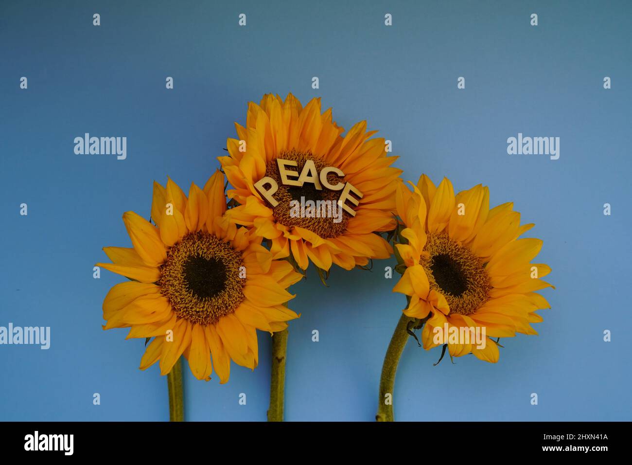 Blumen des Friedens. Samen der Freiheit. Ukrainische Sonnenblumen auf blauem Hintergrund mit dem Wort Frieden darauf geschrieben. Stockfoto