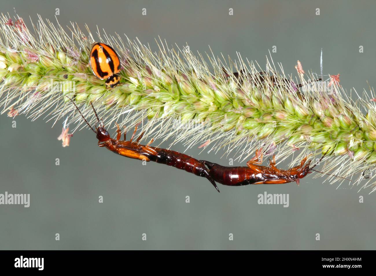 Paar paarende Ohrwanzen, Elaunon bipartitus. Mit einem variablen Marienkäfer, Coelophora inaequalis. Auf einem Graskernkopf. Coffs Harbour, NSW, Australi Stockfoto