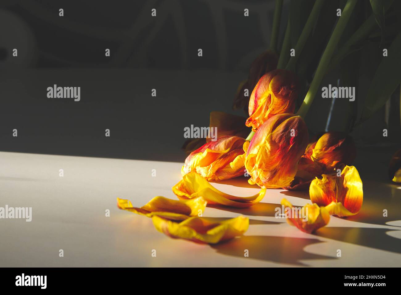 Verwelkte Blumen. Trockene Tulpen in der Sonne. Gefallene Blumen. Blumenstrauß. Stockfoto