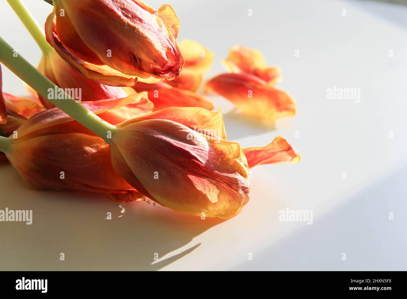 Verwelkte Blumen. Trockene Tulpen in der Sonne. Gefallene Blumen. Blumenstrauß. Stockfoto