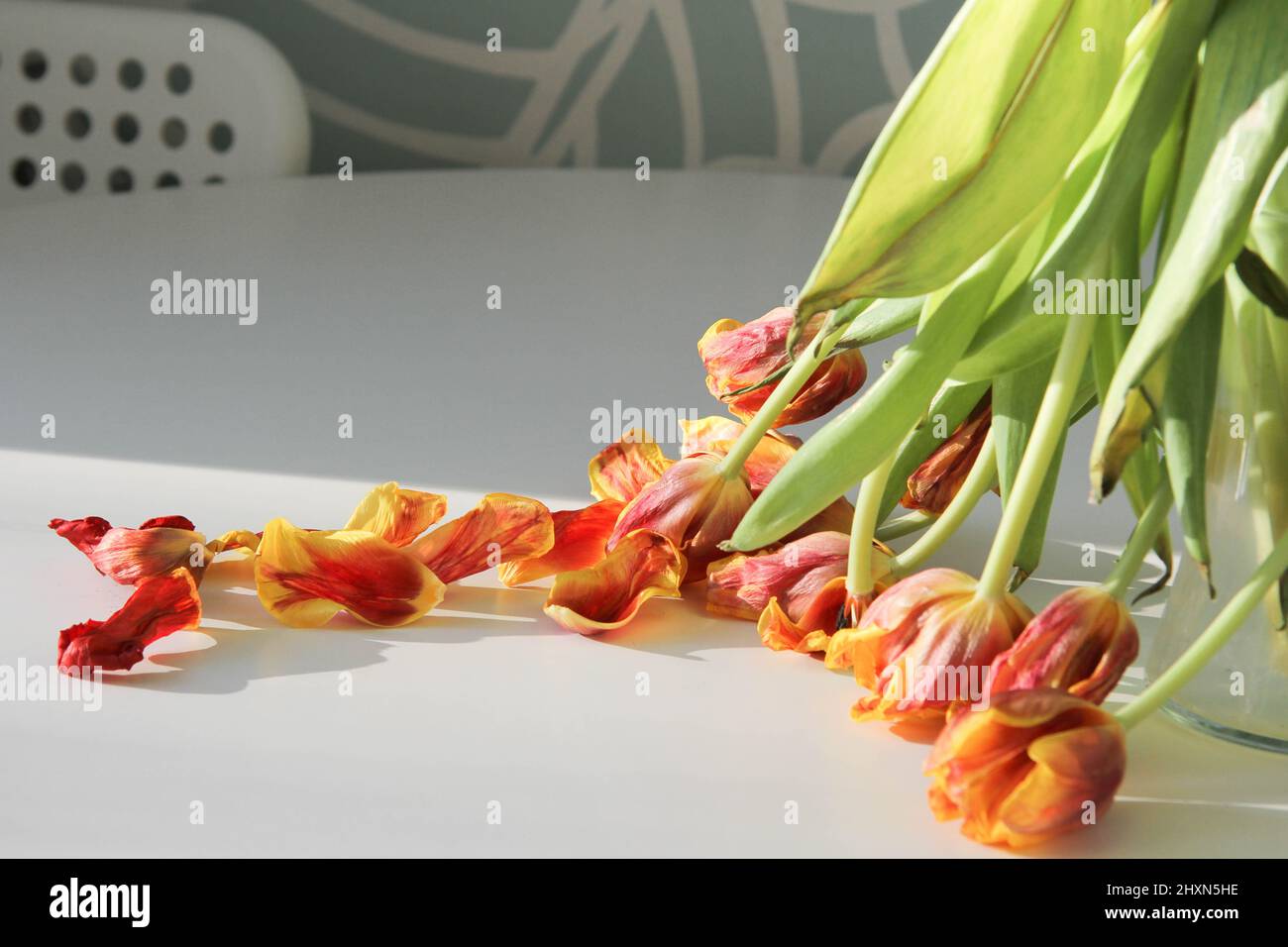 Verwelkte Blumen. Trockene Tulpen in der Sonne. Gefallene Blumen. Blumenstrauß. Stockfoto