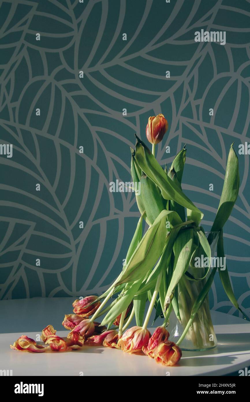 Verwelkte Blumen. Trockene Tulpen in der Sonne. Gefallene Blumen. Blumenstrauß. Stockfoto