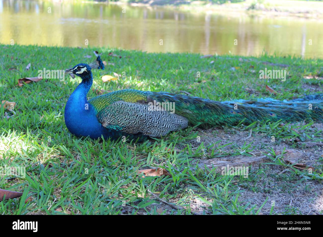 Blauer Pfau draußen während des Tages im Park Stockfoto