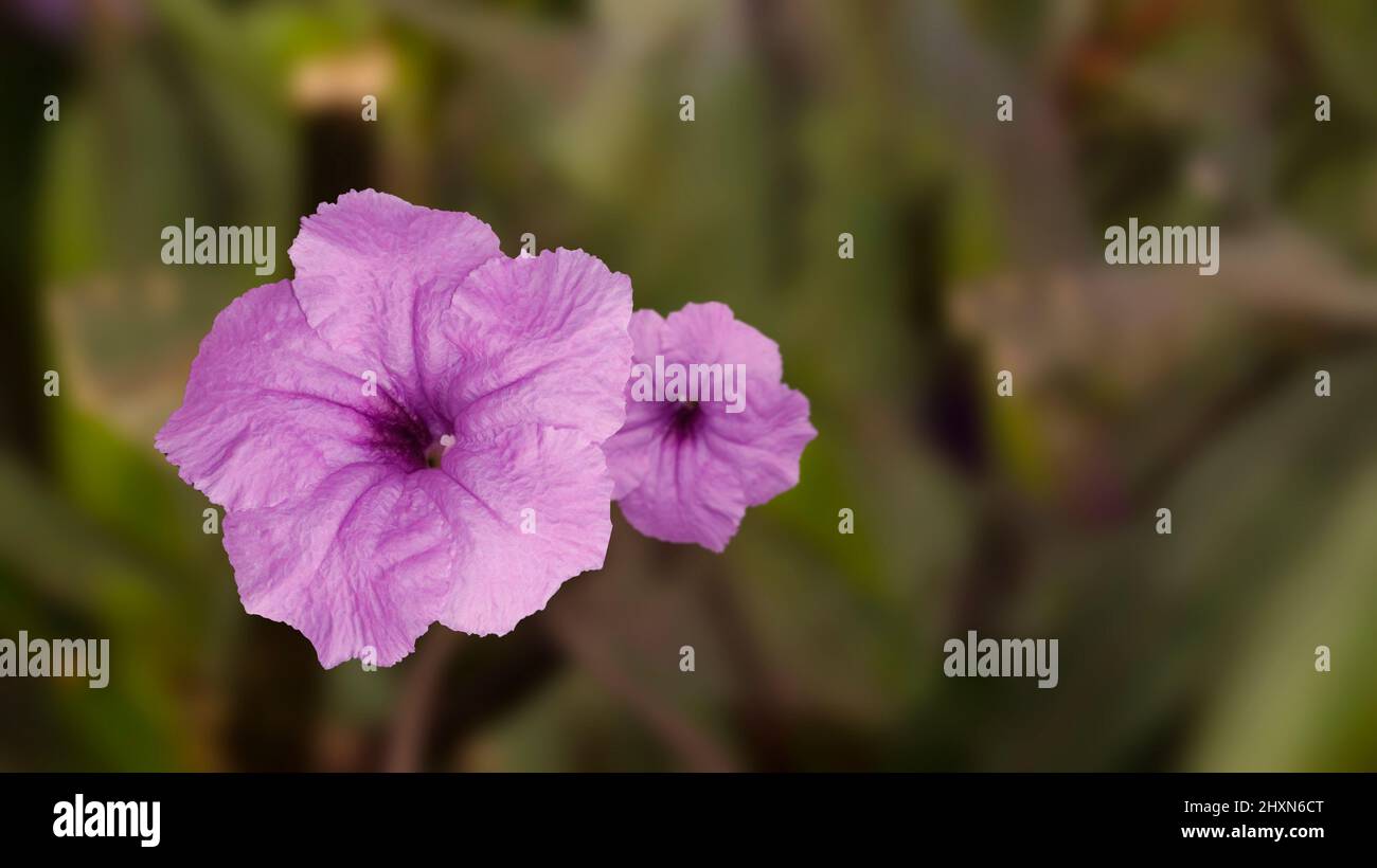 Schöne Petunia Blume in Form einer Trompete Stockfoto