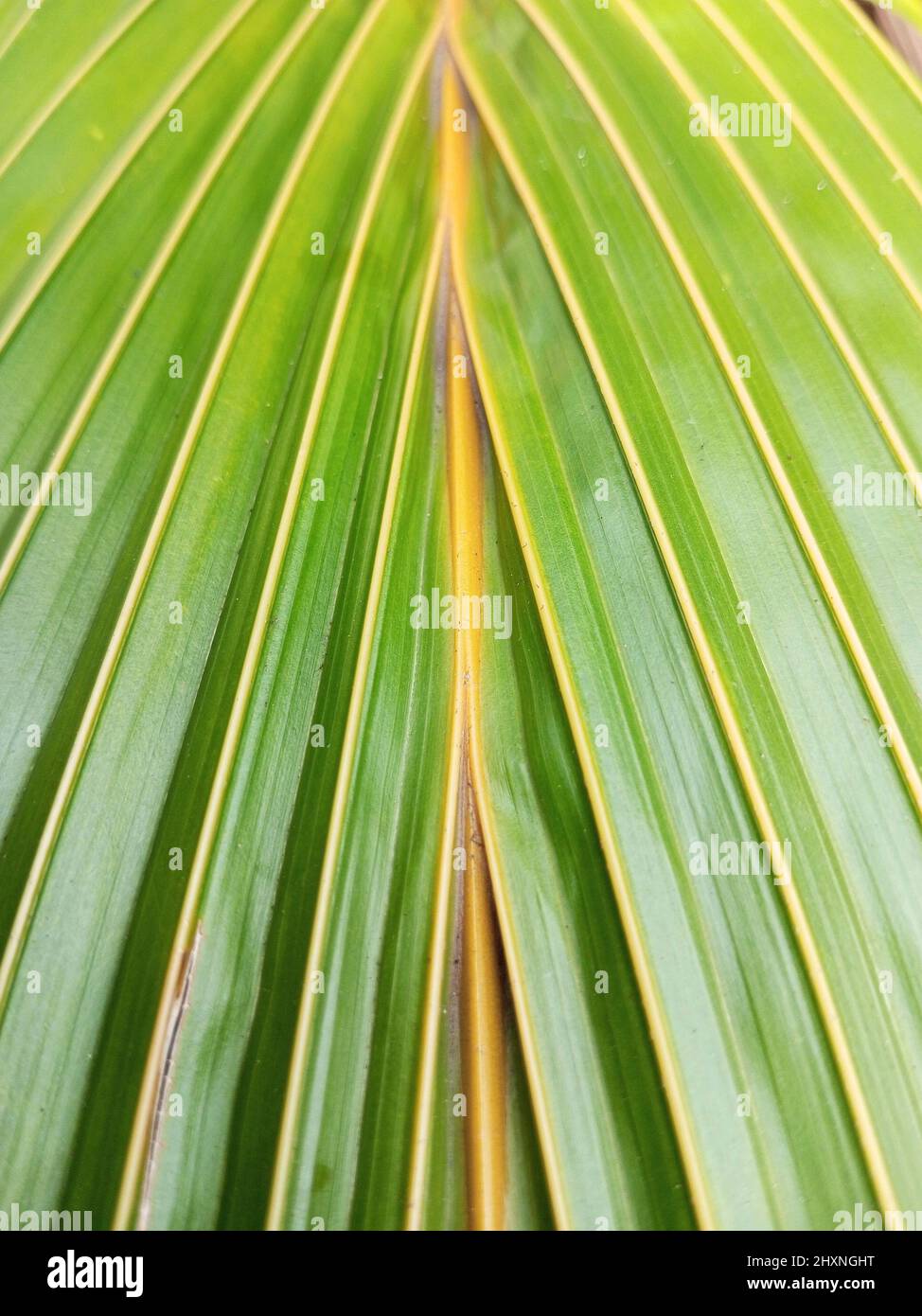 Struktur, Nahaufnahme und Detail der Palmblätter Stockfoto