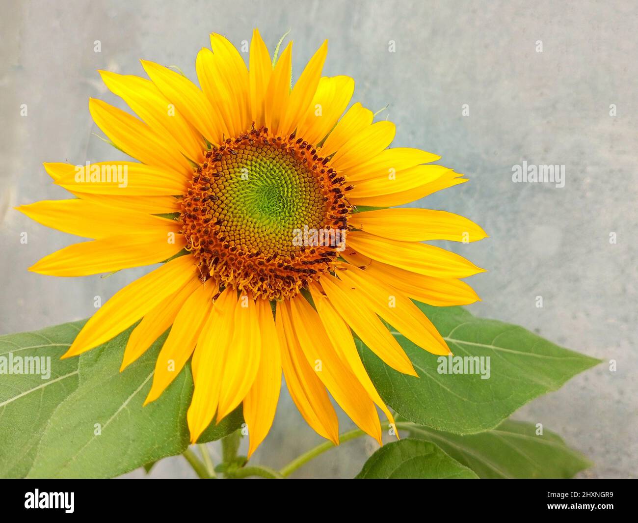 Blüte der Sonnenblume auf weißem Hintergrund. Samen und Öl. Flach, Ansicht von oben Stockfoto