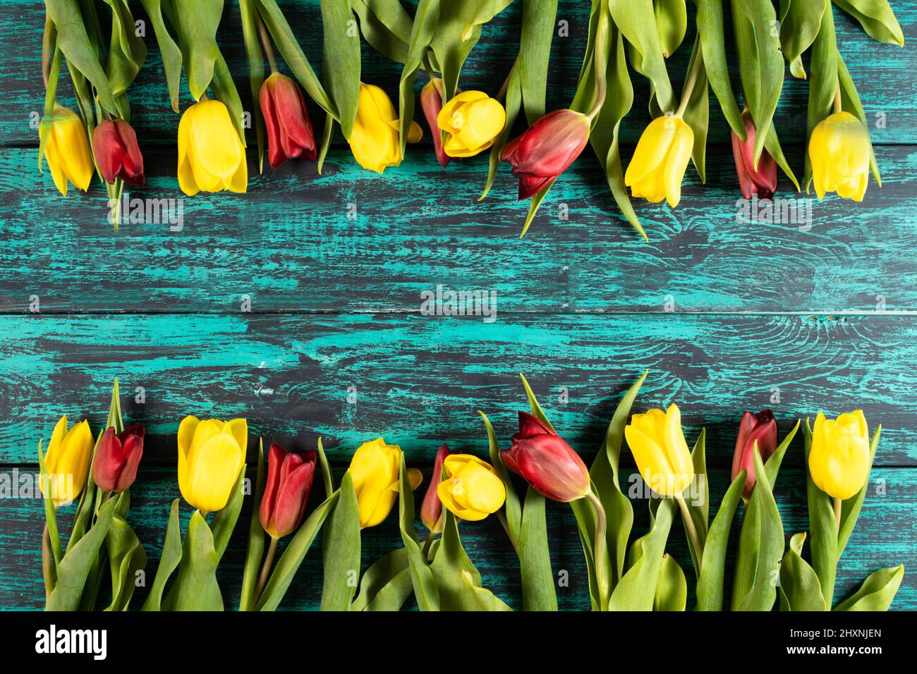 Ein Rahmen aus Frühlingsblumen aus Tulpen auf einem Hintergrund eines schäbigen blauen Brettes. Ein toller Hintergrund für Ihr Design.Horizontales Foto. Stockfoto