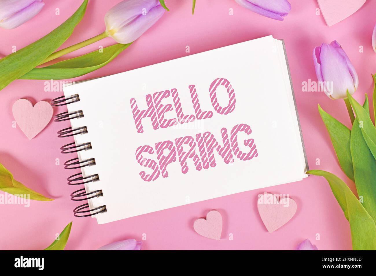 Violette Tulpenblüten und Herzornamente rund um den Text „Hello Spring“ Stockfoto