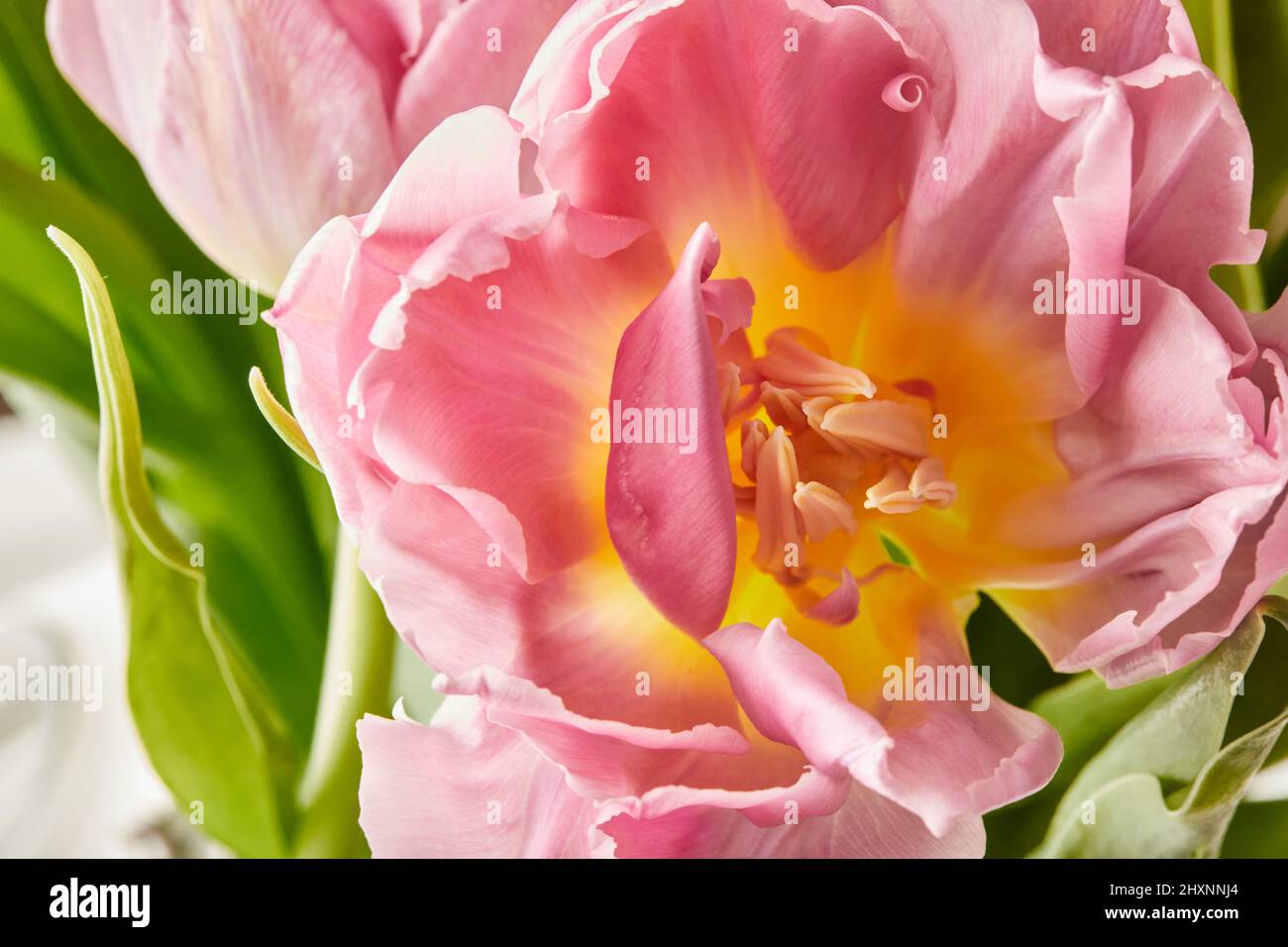 Pfingstrosen-förmige Tulpen-Foto in einem Strauß. Makrofoto von Blumen. Frühlings- und Feiertagskonzept, Geschenke für den internationalen Frauentag vom 8. März. Vorderansicht. Stockfoto
