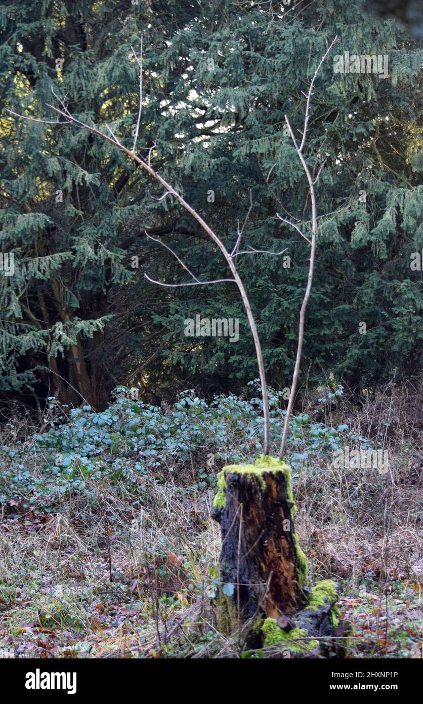 Zweige schießen aus Baumstumpf Stockfoto