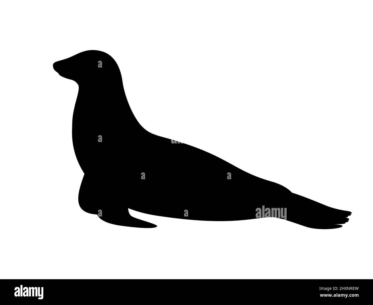 Silhouette eines Seelöwen. Vektordarstellung einer schwarzen Silhouette eines Seelöwen isoliert auf weißem Hintergrund. Symbol, Seitenansicht. Stock Vektor