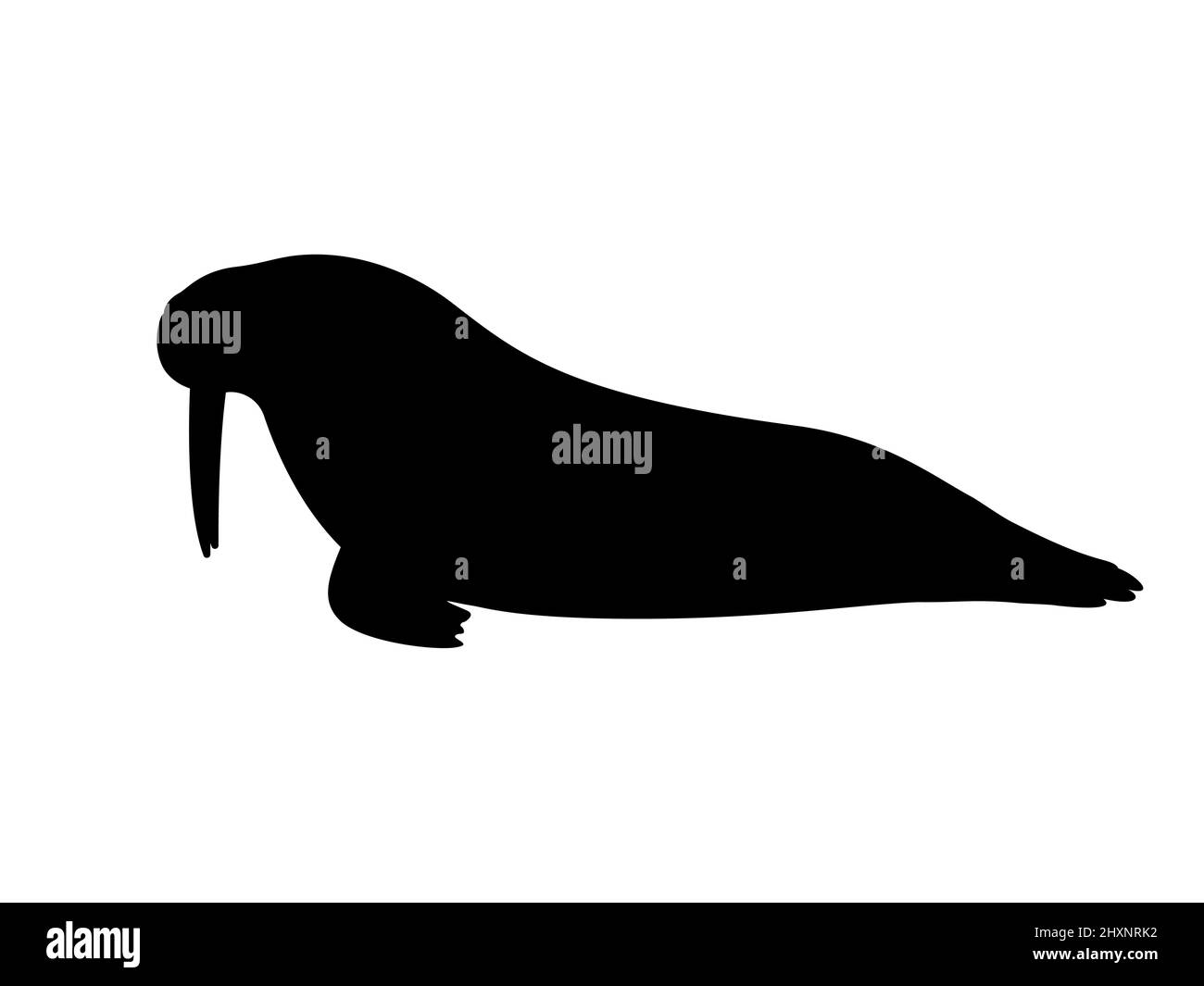 Silhouette eines Walrossen mit Stoßzähnen. Vektordarstellung einer schwarzen Silhouette eines liegenden atlantischen Walrosses isoliert auf weißem Hintergrund. Seitenansicht des Symbols Stock Vektor