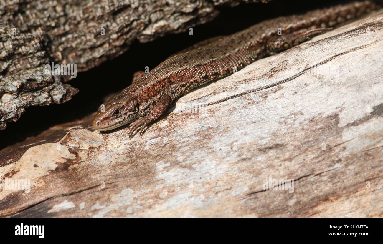 Eine Gemeine Eidechse, Zootoca vivipara, erwärmt sich auf einem Baumstamm in der Frühlingssonne. Stockfoto