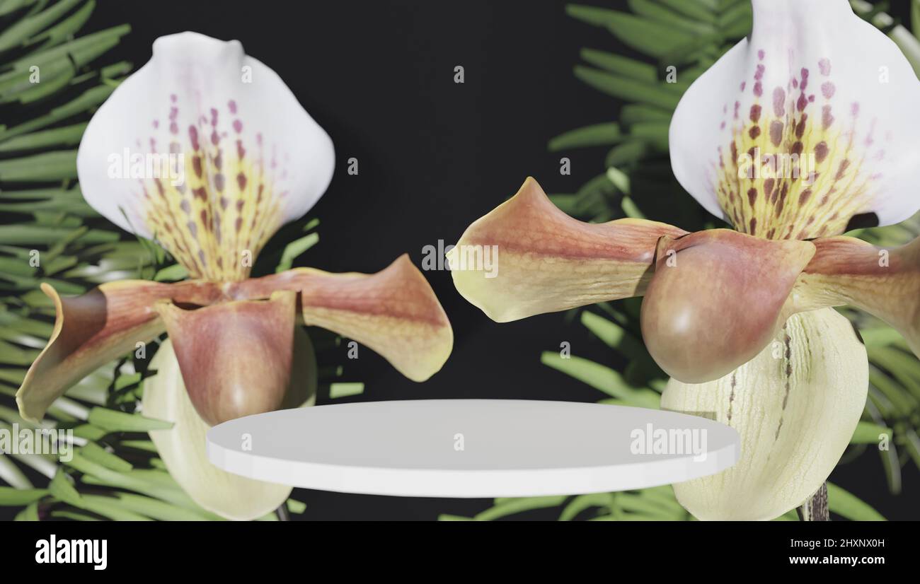 Schöne Phalaenopsis Orchideenblumen, isoliert auf schwarzem Hintergrund. Motte dendrobium Orchidee. Mehrere Blüten. Blüht. Schöne Details von Stockfoto