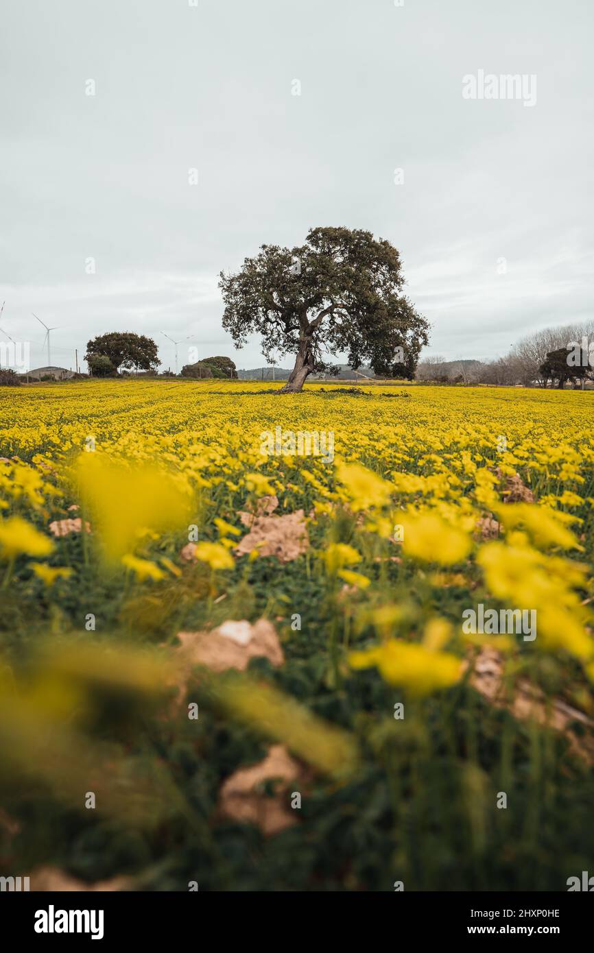 Ein Meer von Blumen in der Heide Stockfoto