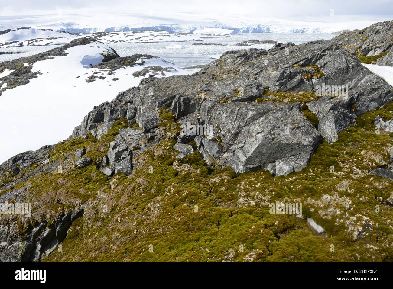 Ausgedehnte Moose und Flechten bedecken das Schutzgebiet der Litchfield Island im Arthur Harbour, in der Nähe der Palmer Station, Antarktis Stockfoto