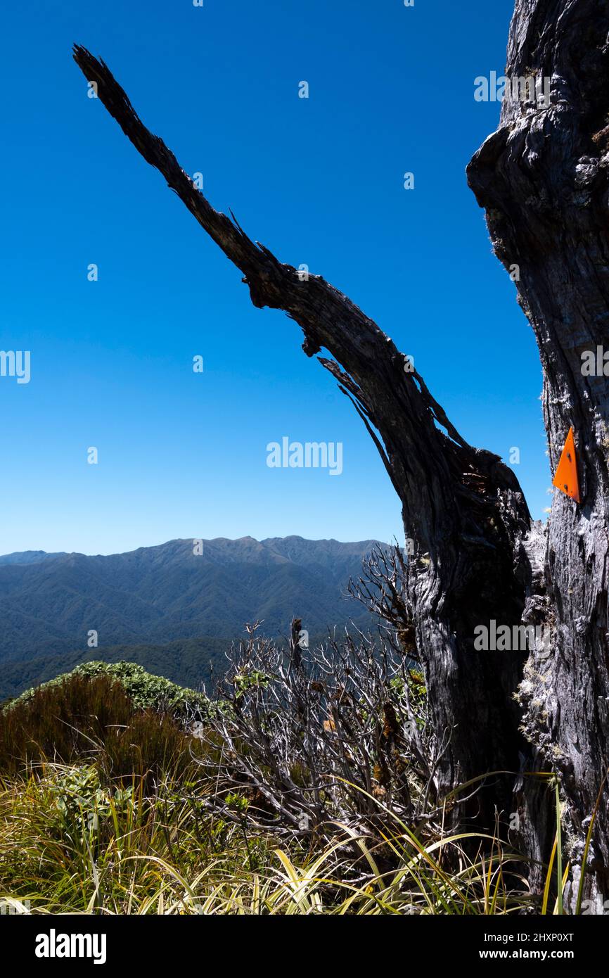 Streckenmarkierung auf Baumstumpf auf Mount Kapakapanui, Kapiti, Wellington, Nordinsel, Neuseeland. Stockfoto