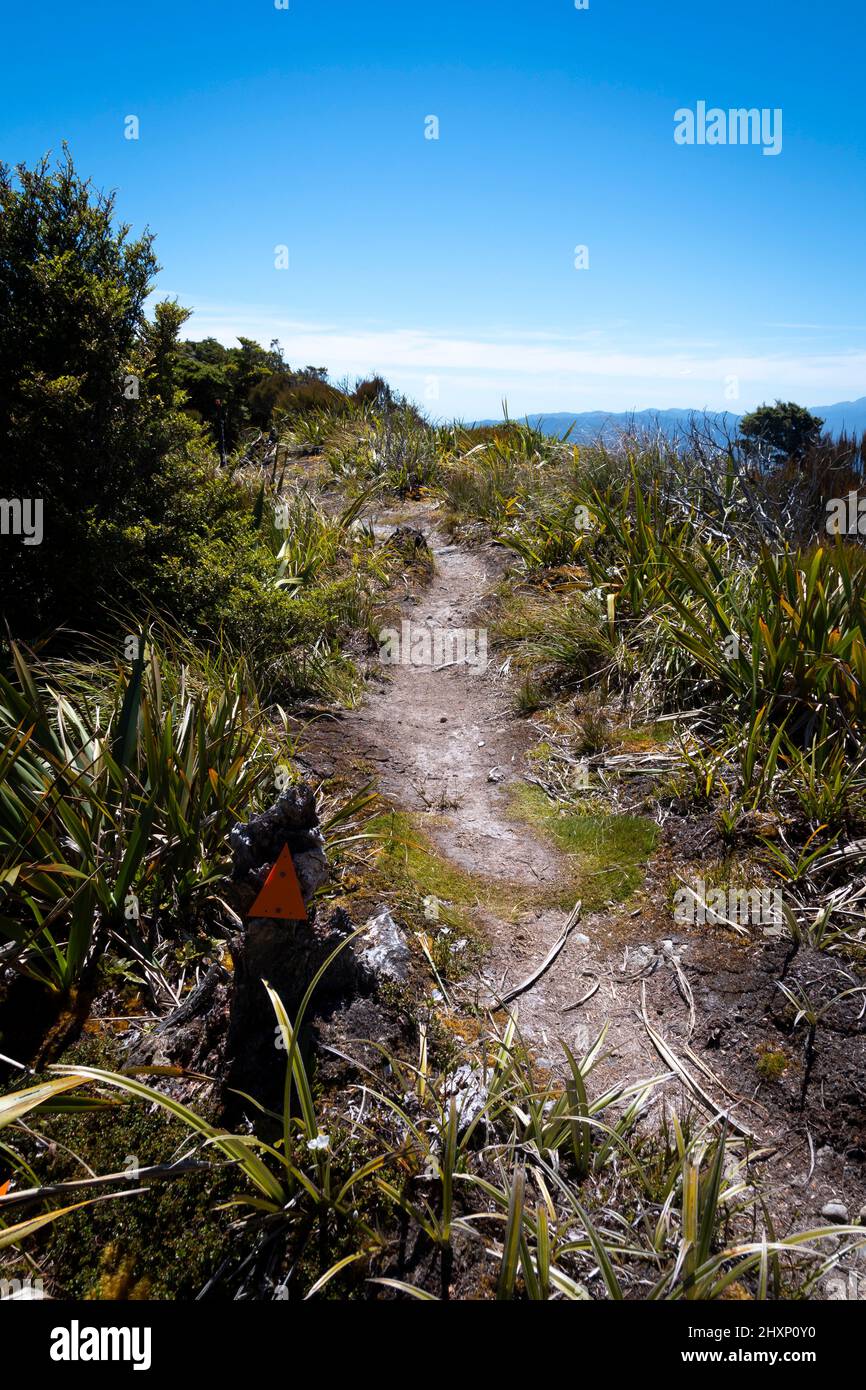 Pfad entlang des Gipfelkamms, Mount Kapakapanui, Kapiti, Wellington, Nordinsel, Neuseeland Stockfoto