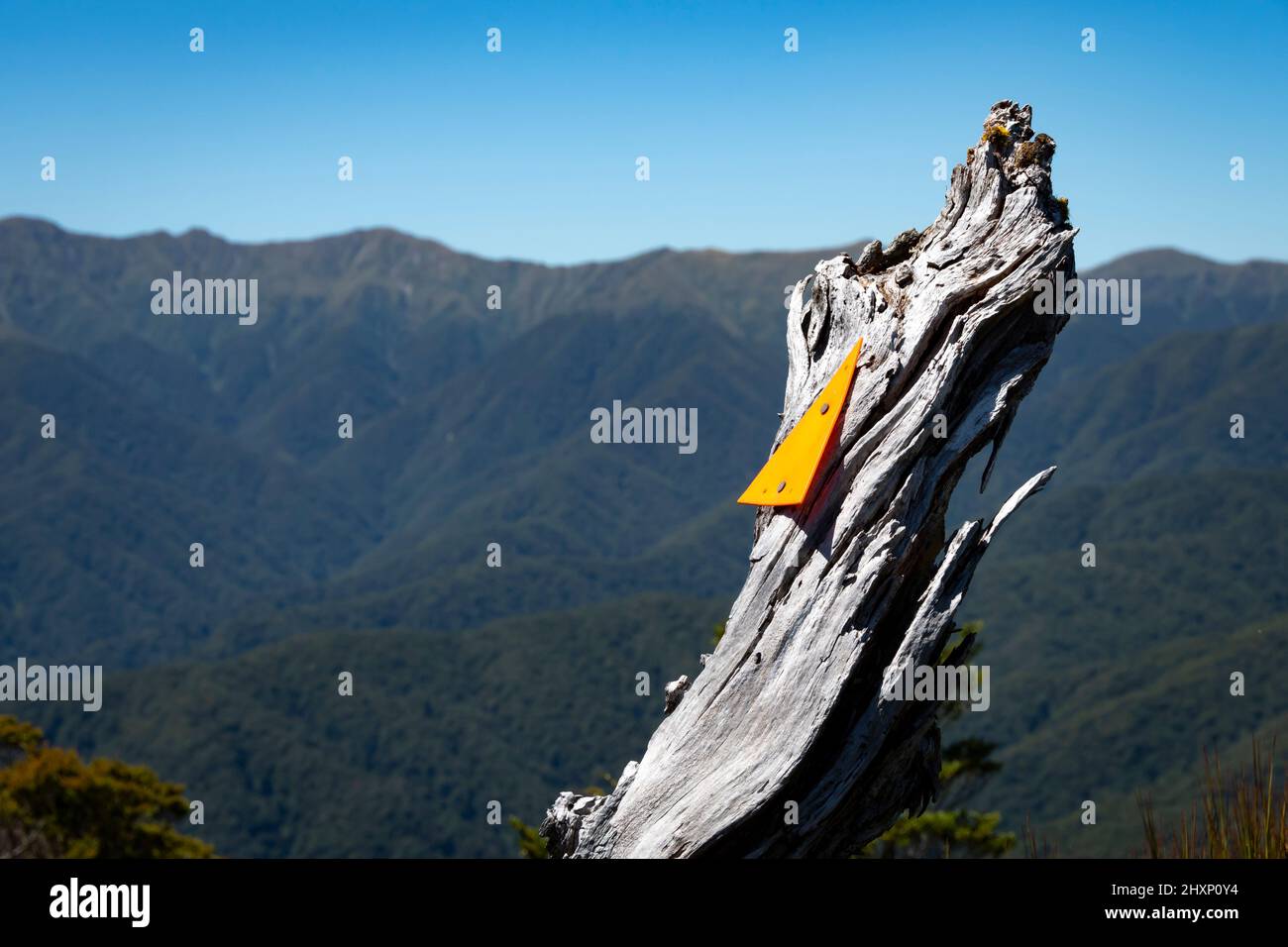 Streckenmarkierung auf Baumstumpf auf Mount Kapakapanui, Kapiti, Wellington, Nordinsel, Neuseeland. Mount Hector und Tararua Range in der Ferne. Stockfoto