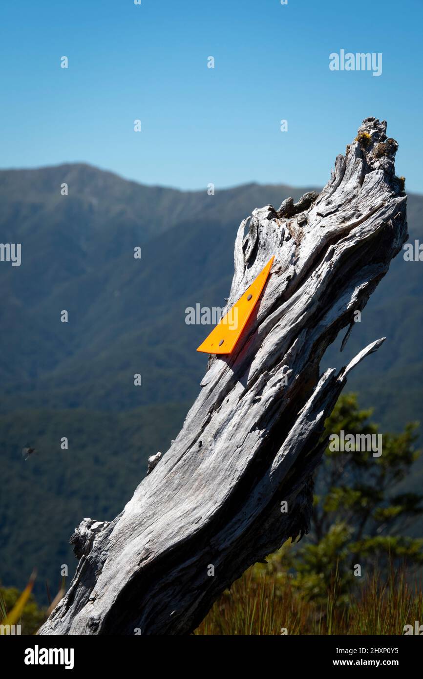 Streckenmarkierung auf Baumstumpf auf Mount Kapakapanui, Kapiti, Wellington, Nordinsel, Neuseeland. Mount Hector und Tararua Range in der Ferne. Stockfoto
