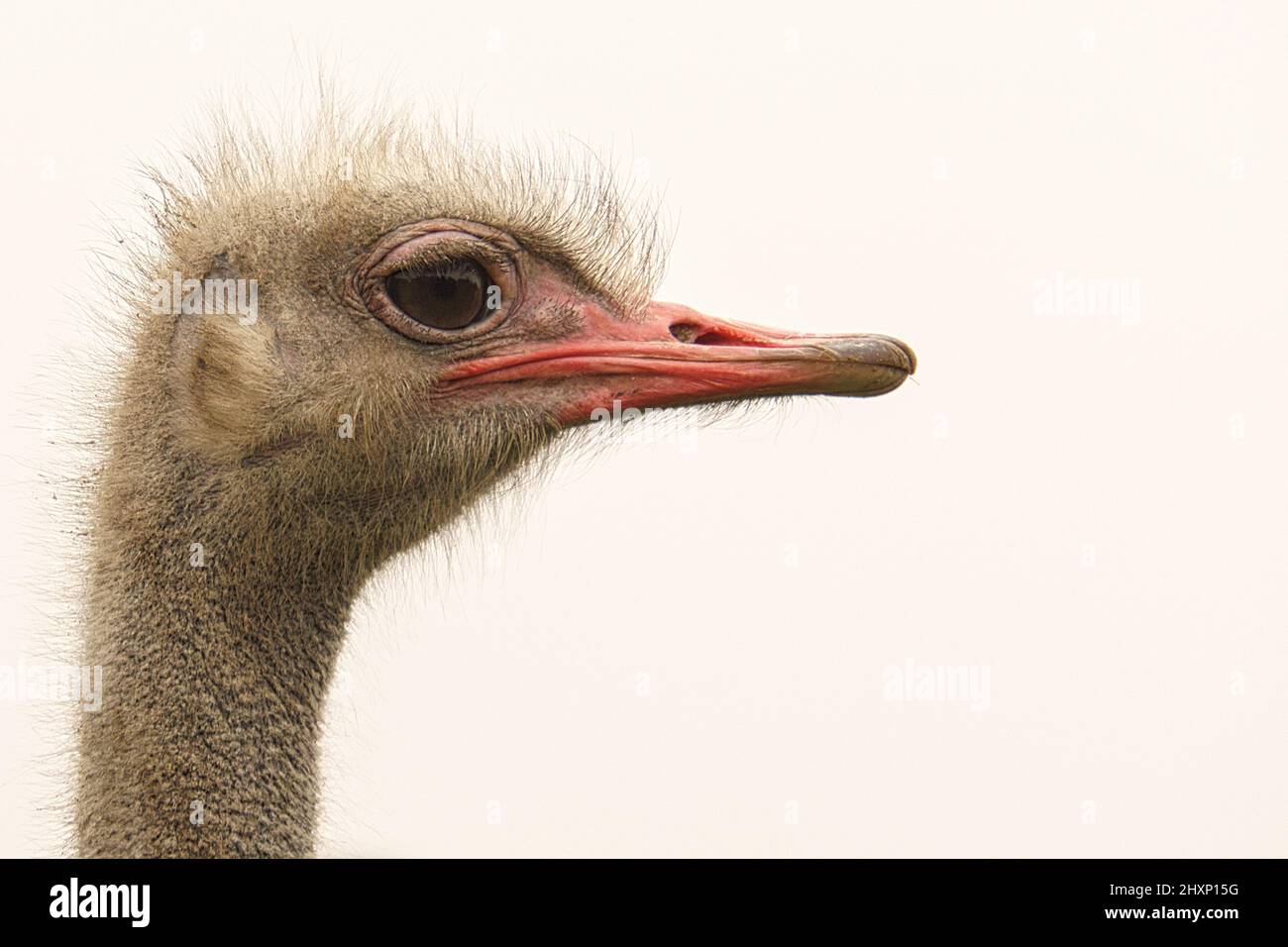 Strauß im Profil. Der größte Vogel der Welt. Weißer Hals, roter Schnabel. Tierschuss Stockfoto