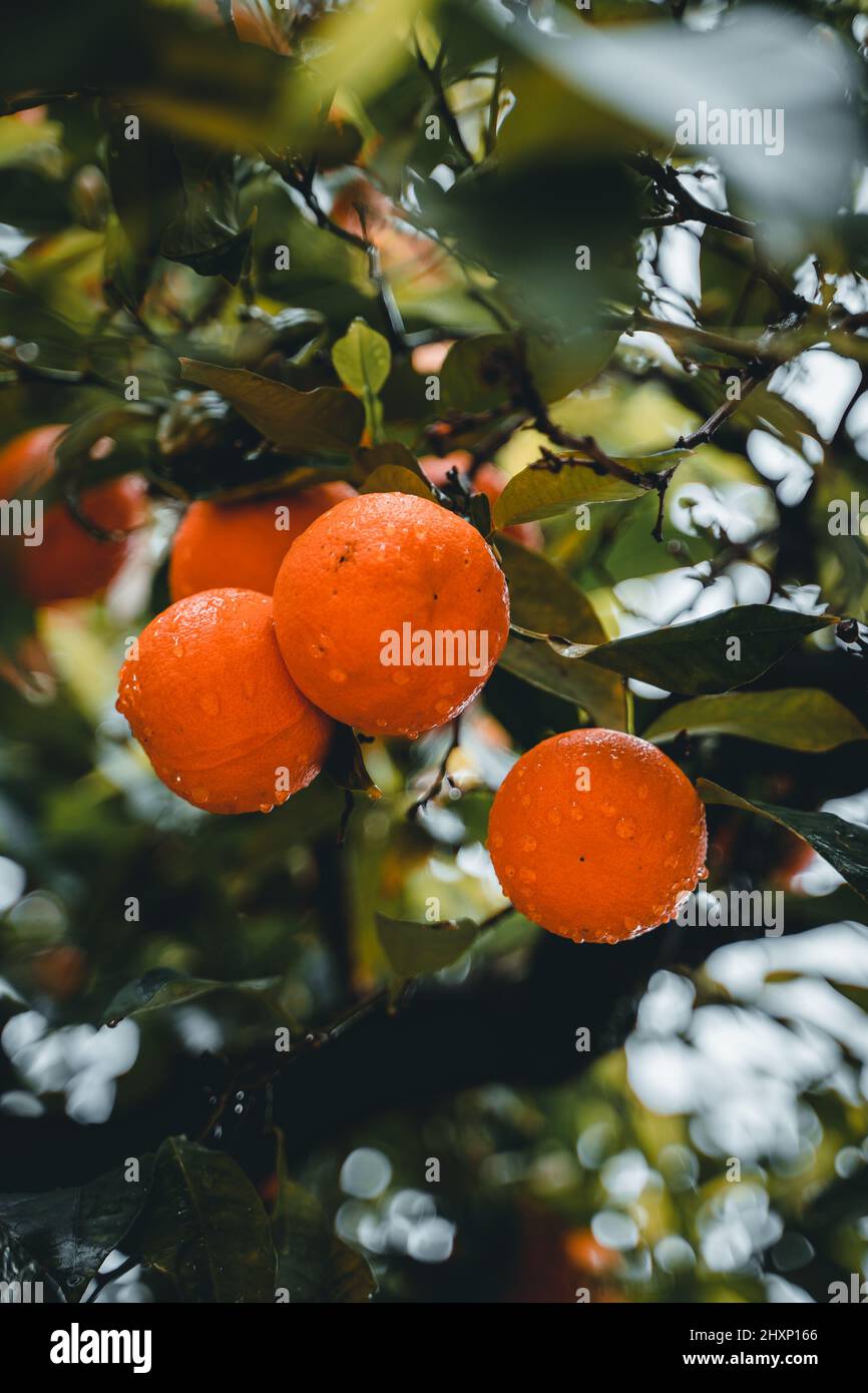 Orangen am Baum Stockfoto