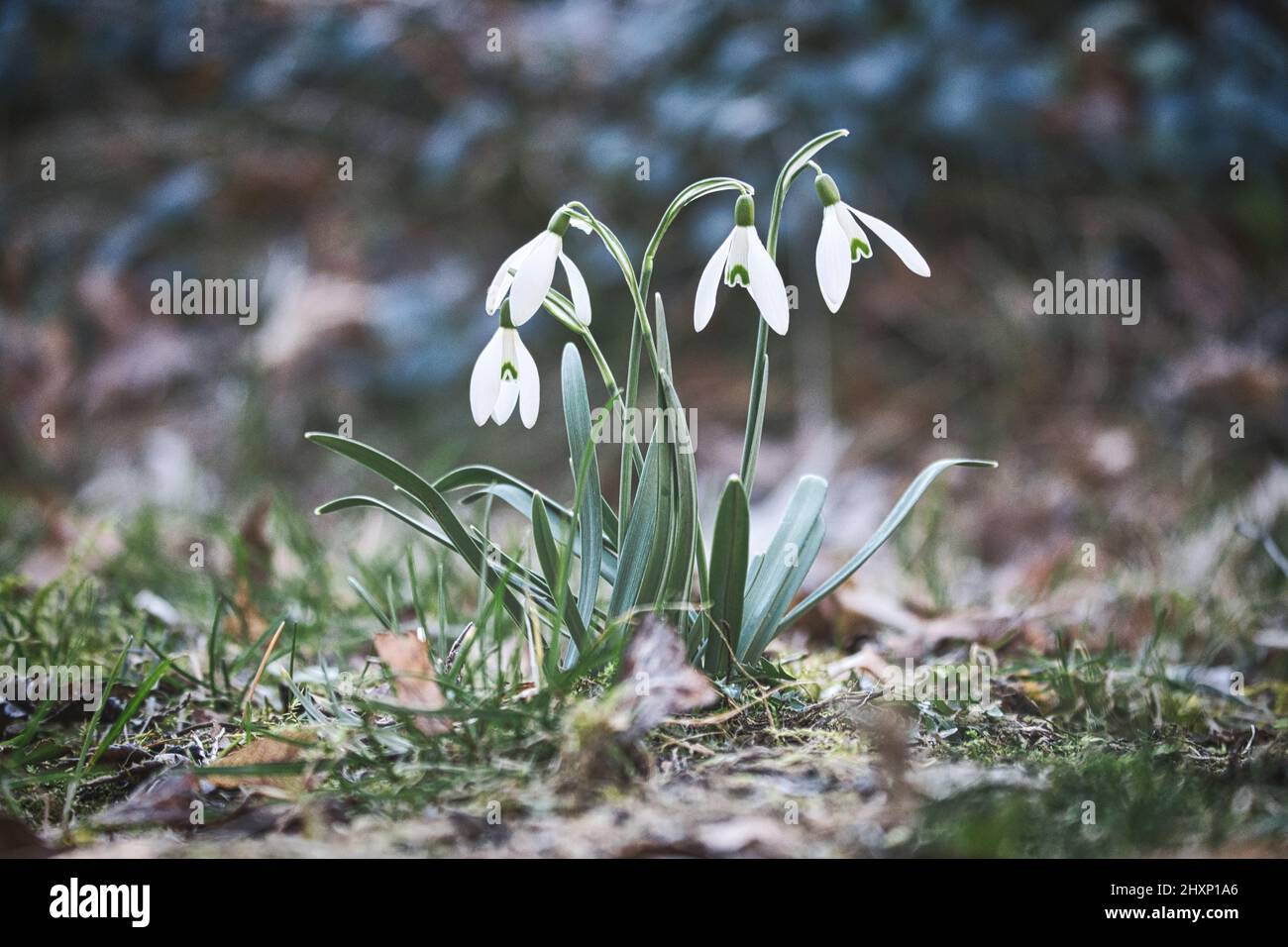 Schneeglöckchen auf einer Wiese bis zum Frühlingsbeginn. Zarte Blume mit weißen Blüten. Frühe Blüte Stockfoto