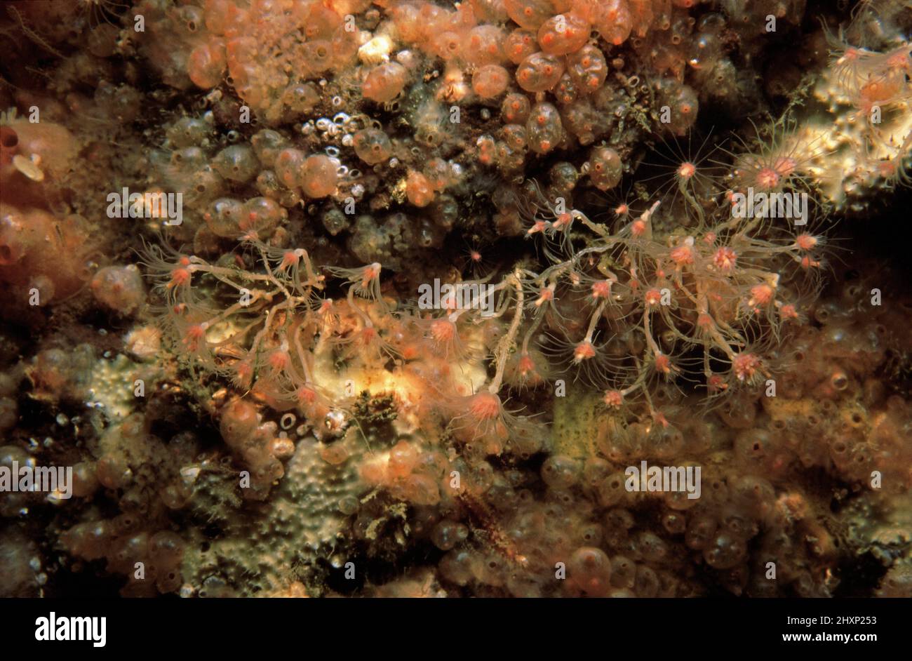 Oaten rohren hydroid (Tubularia indivisa) auf einer Felsoberfläche mit Baked Bean Ascidians, Großbritannien. Stockfoto