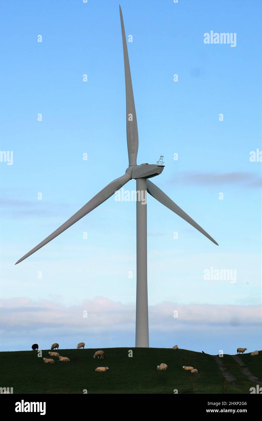 Windturbine mit Schafen grasen unter, Flimby, Cumbria, England, Vereinigtes Königreich Stockfoto
