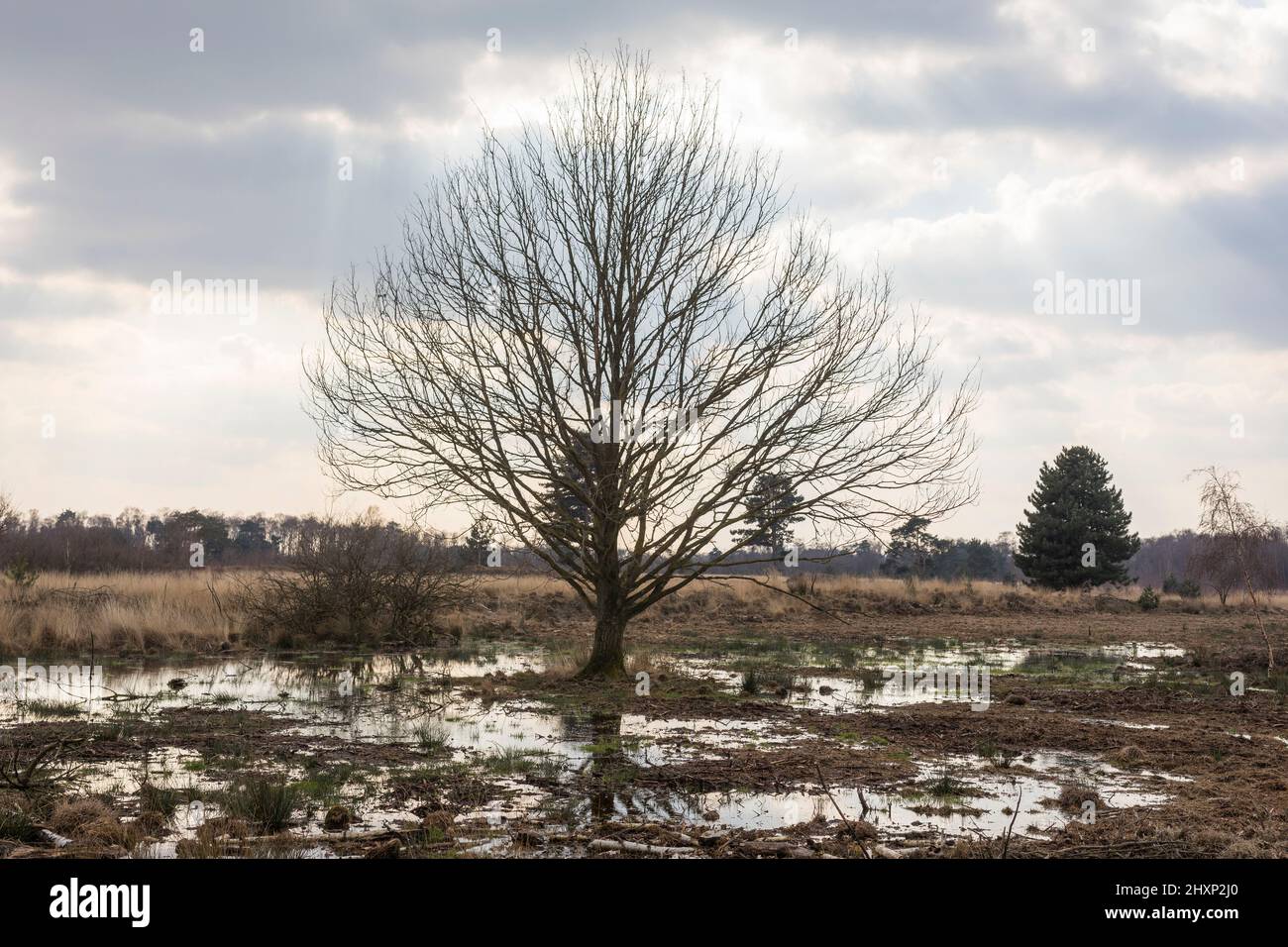 Landspitze mit feuchten Feldern im Nationalpark 'Groote Peel' in den Niederlanden Stockfoto