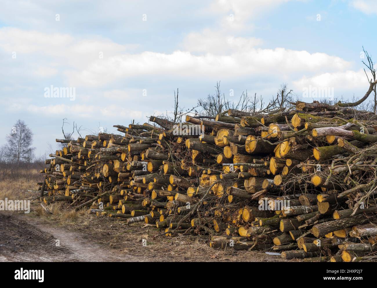 Frisch gefällte Bäume, um das Hochmoor beim Wasserbewirtschaftungsprojekt für Feuchtgebiete im Nationalpark „groote Peel“ in den Niederlanden nass zu halten Stockfoto