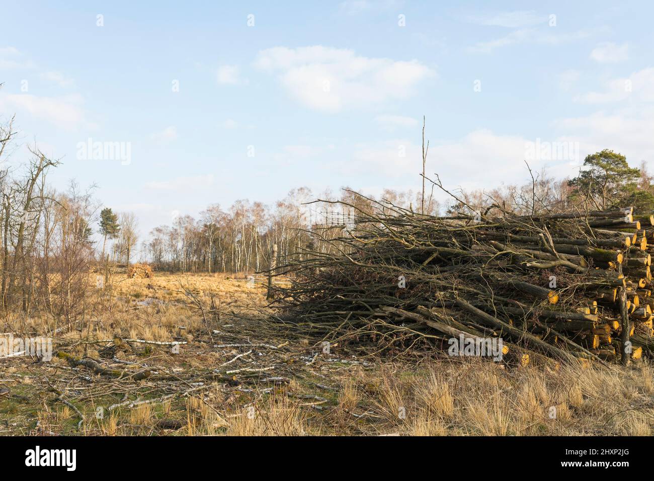 Frisch gefällte Bäume, um das Hochmoor beim Wasserbewirtschaftungsprojekt für Feuchtgebiete im Nationalpark „groote Peel“ in den Niederlanden nass zu halten Stockfoto