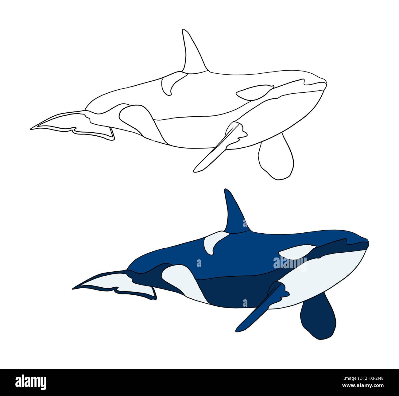 Illustration für ein Malbuch in Farbe und Schwarz-Weiß. Zeichnung eines Orcas auf einem weißen, isolierten Hintergrund. Hochwertige Illustration Stockfoto