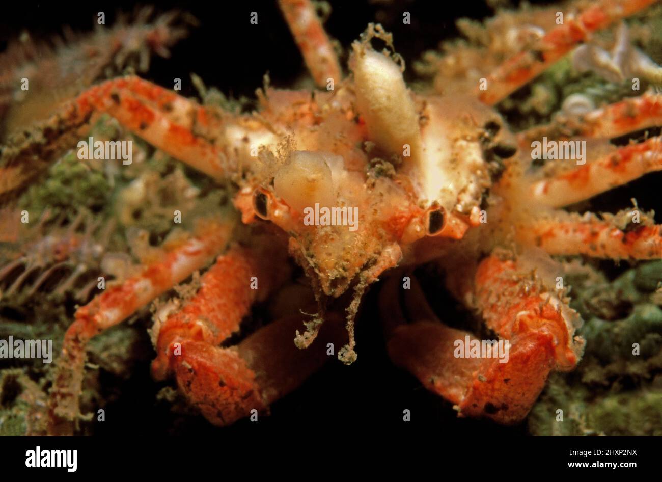 Lauchspinnenkrabbe (Inachus pals angium) in Küstengewässern, Großbritannien. Stockfoto