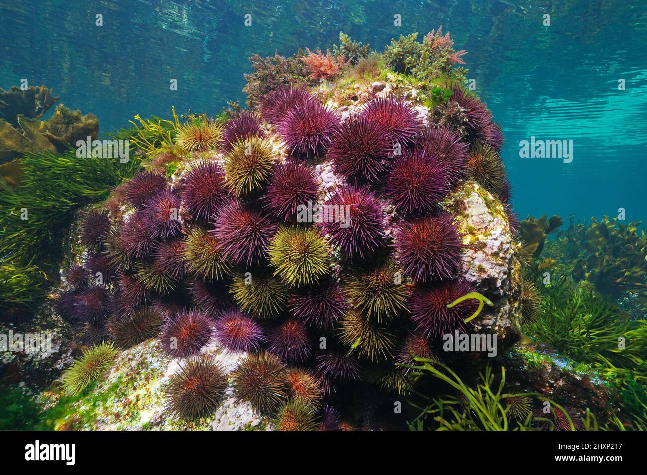 Seeigel-Gruppe unter Wasser (Purpurseeigel Paracentrotus lividus), östlicher Atlantischer Ozean, Spanien, Galizien Stockfoto