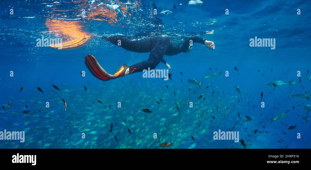 Mann schnorcheln mit einem Schwarm von Fischen im Meer, Unterwasser Mittelmeer, Frankreich Stockfoto