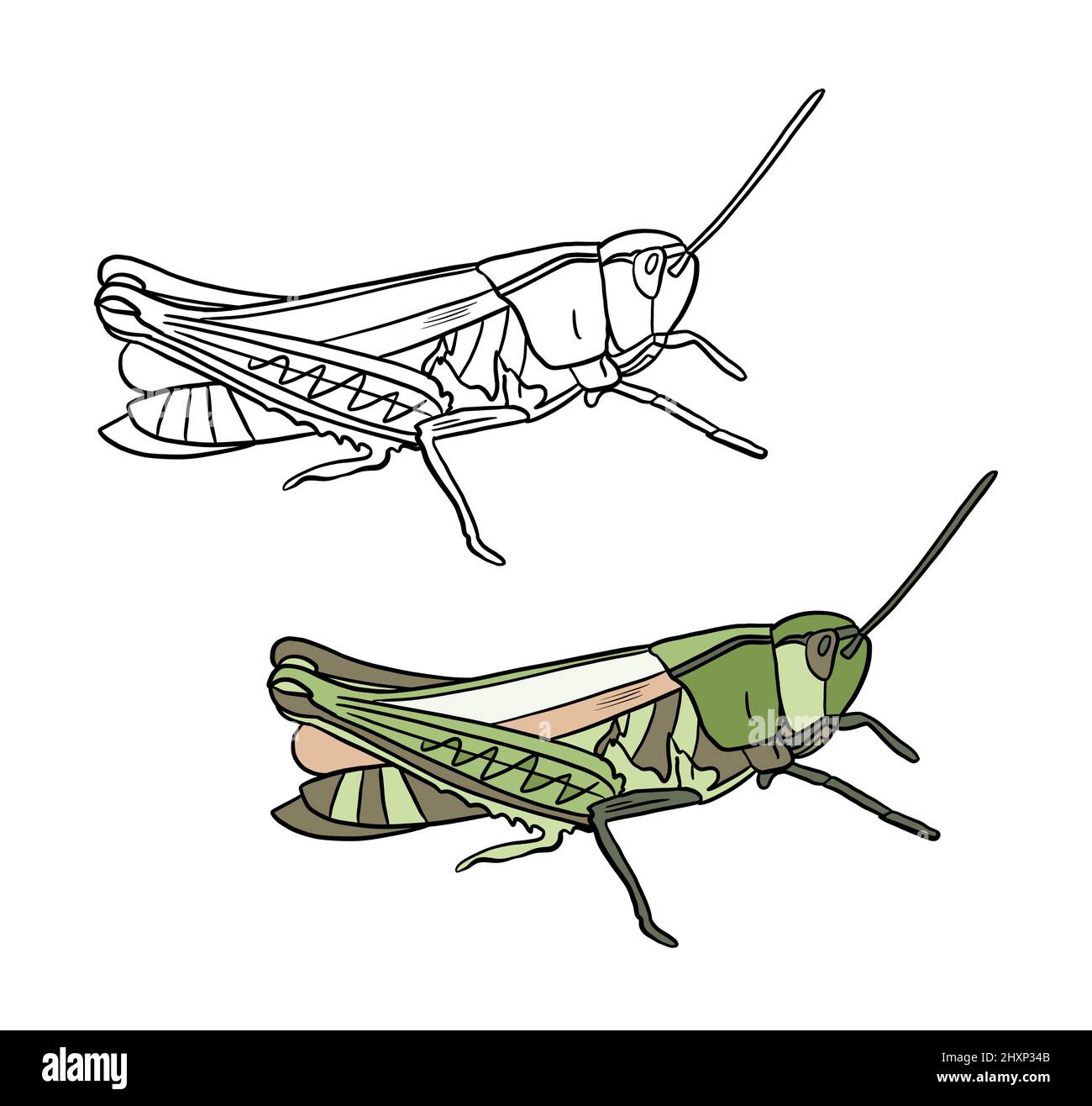 Illustration F r Ein Malbuch In Farbe Und Schwarz Wei Zeichnung Von illustration-f-r-ein-malbuch-in-farbe-und-schwarz-wei-zeichnung-von