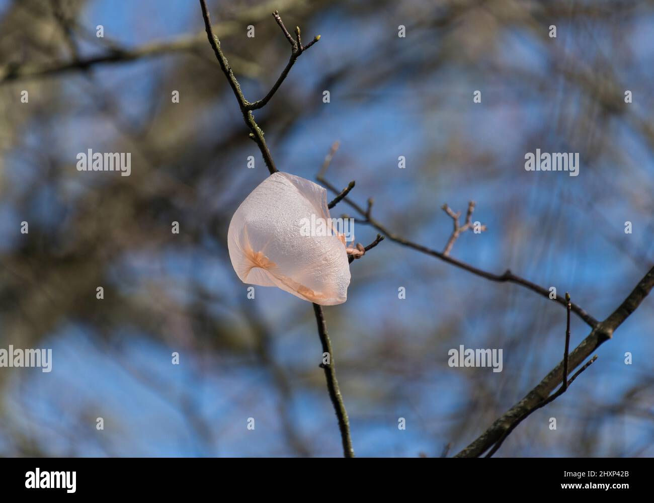 Plastiktüte in Ästen von Bäumen gefangen Stockfoto