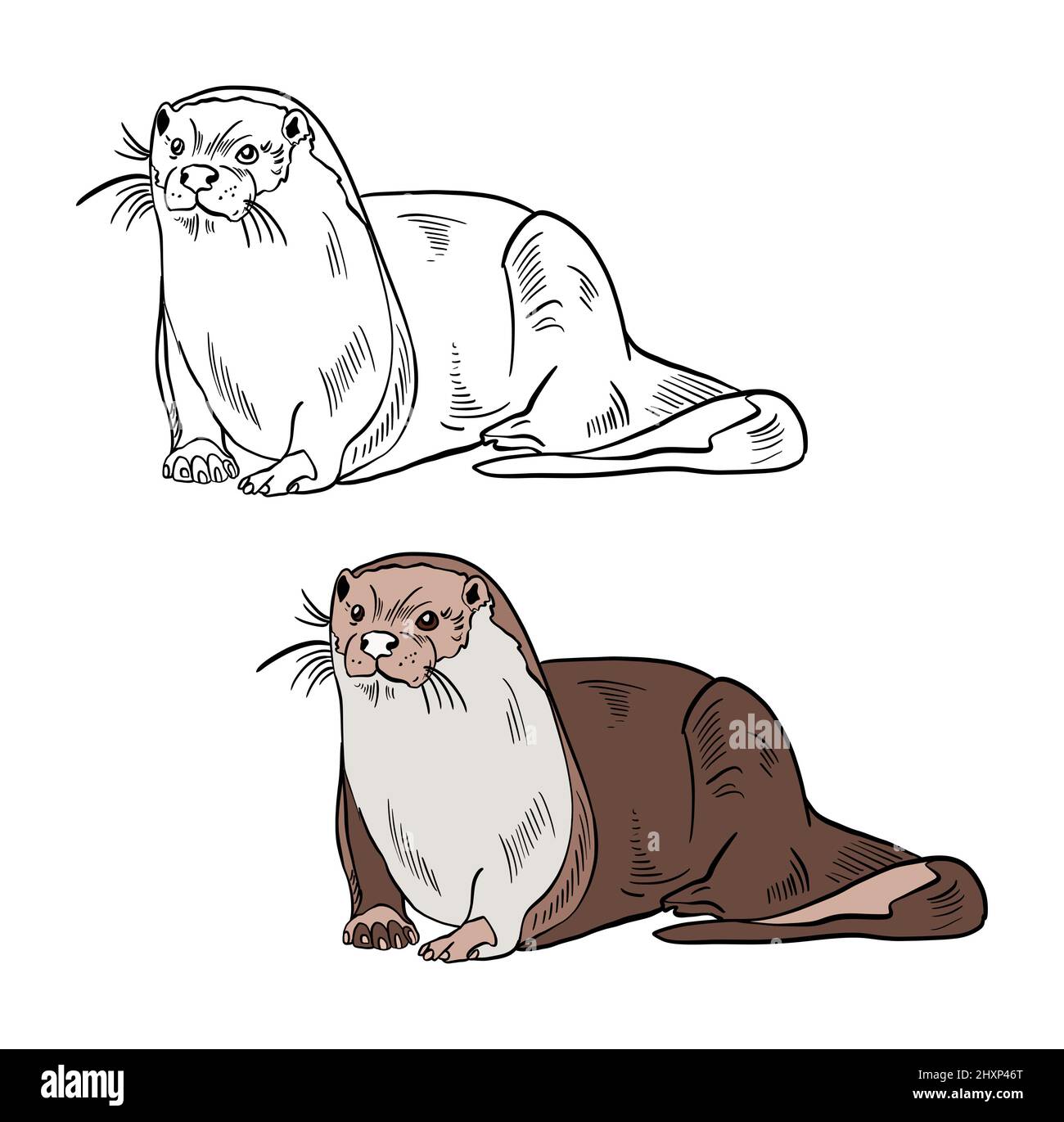 Illustration für ein Malbuch in Farbe und Schwarz-Weiß. Zeichnung eines Otters auf einem weißen isolierten Hintergrund. Hochwertige Illustration Stockfoto