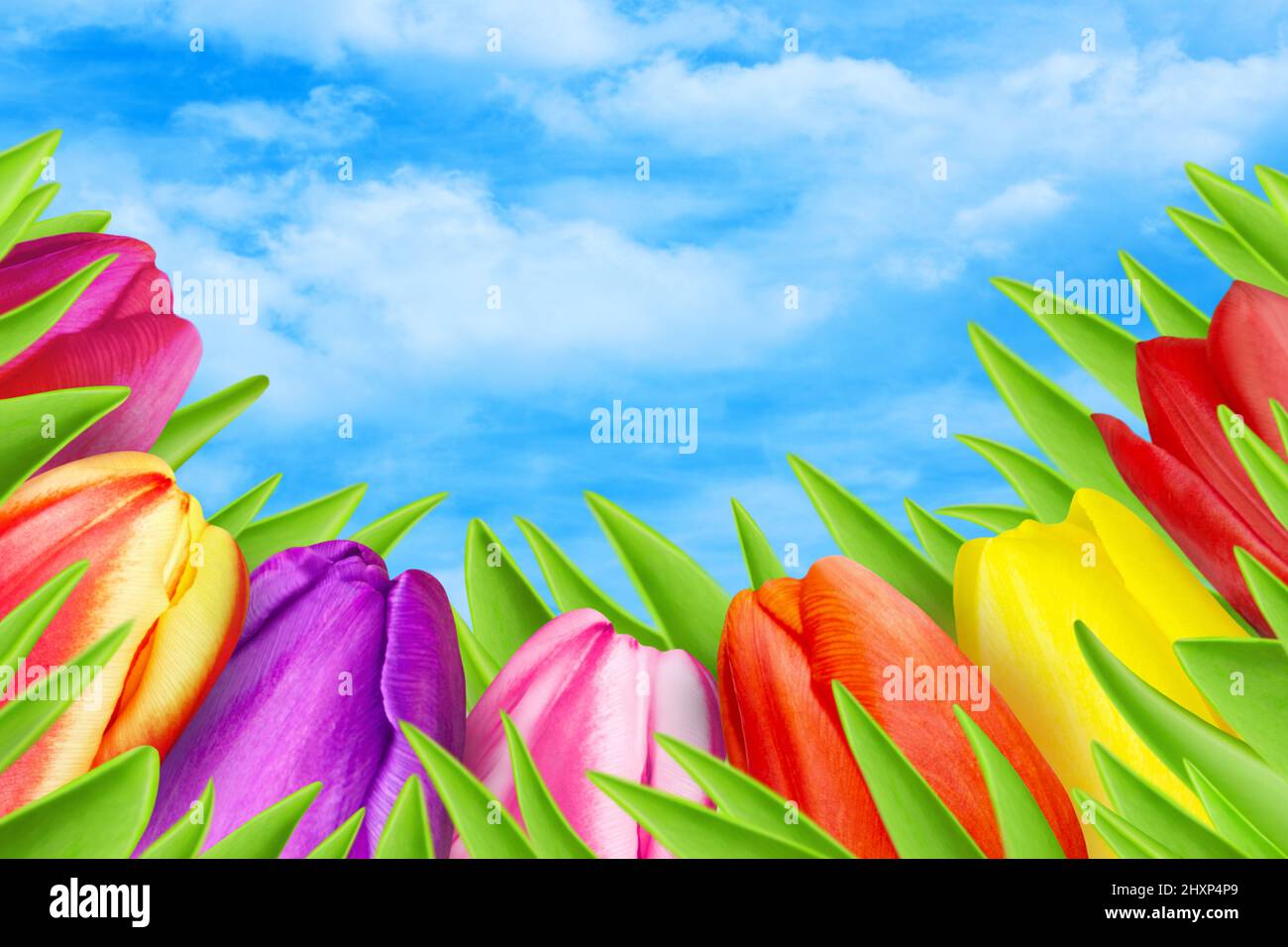 Frühling und fünf verschiedene bunte Tulpen am blauen Himmel Stockfoto